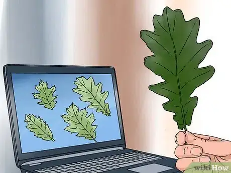 Immagine titolata Identify Oak Leaves Step 8
