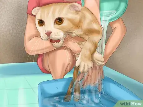 Immagine titolata Bathe a Cat Step 11