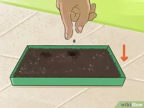 Immagine titolata Plant Angel Trumpet Seeds Step 3