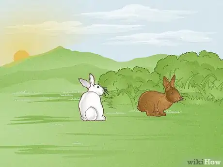 Immagine titolata Hunt Rabbit Step 9