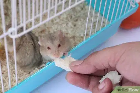 Immagine titolata Treat Your Sick Hamster Step 3Bullet4