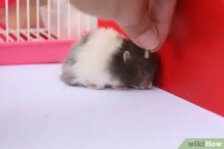 Immagine titolata Treat Your Sick Hamster Step 1Bullet1