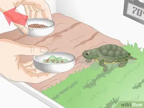 Immagine titolata Feed Your Turtle if It is Refusing to Eat Step 8