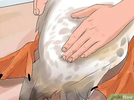 Immagine titolata Tell the Difference Between Male and Female Ducks Step 7