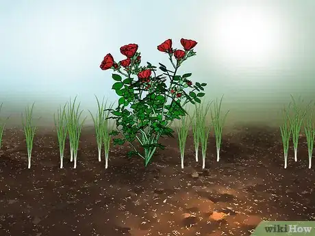 Immagine titolata Keep Aphids Away Using Eco Friendly Methods Step 4