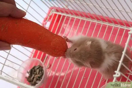 Immagine titolata Treat Your Sick Hamster Step 2Bullet4