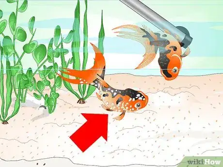 Immagine titolata Save a Dying Goldfish Step 6