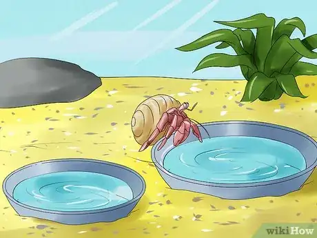 Immagine titolata Care for Hermit Crabs Step 9