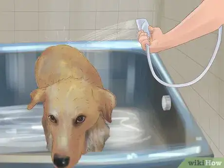 Immagine titolata Express a Dog's Anal Gland Step 17