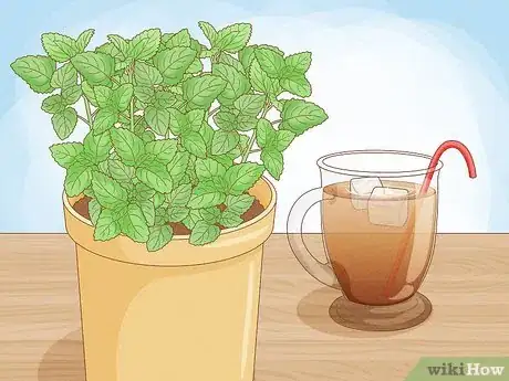 Immagine titolata Grow Mint in a Pot Step 4