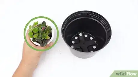 Immagine titolata Grow Potted Plants Step 6