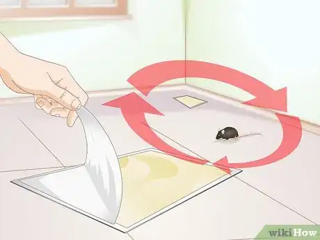Immagine titolata Remove a Live Mouse from a Sticky Trap Step 11
