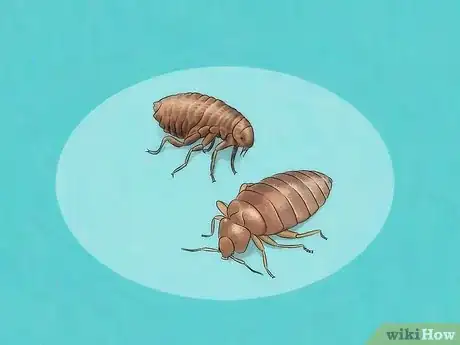 Immagine titolata Stop Bed Bug Bites Immediately Step 15