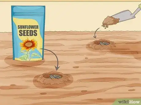 Immagine titolata Grow Sunflowers Step 8