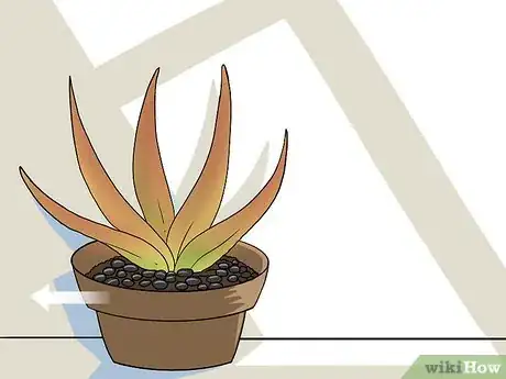 Immagine titolata Revive a Dying Aloe Vera Plant Step 12