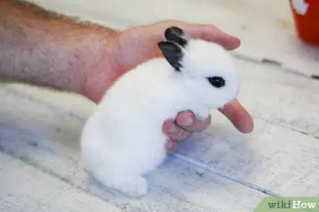 Immagine titolata Hold a Rabbit Step 3