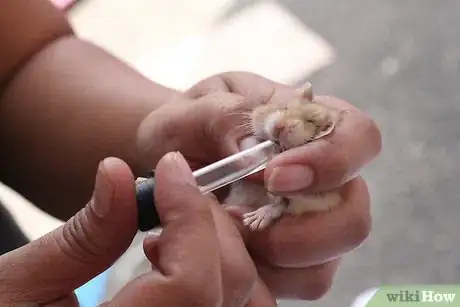 Immagine titolata Treat Your Sick Hamster Step 2Bullet3