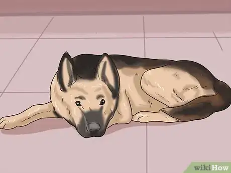 Immagine titolata Tell if a Dog Is in Pain Step 2