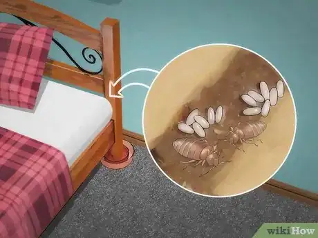 Immagine titolata Stop Bed Bug Bites Immediately Step 12