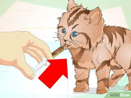 Immagine titolata Get a Sick Kitten to Eat Step 8