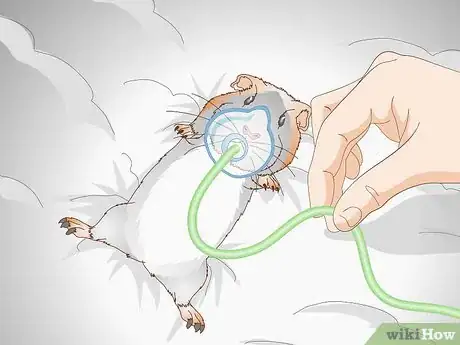 Immagine titolata Treat Respiratory Problems in Guinea Pigs Step 6