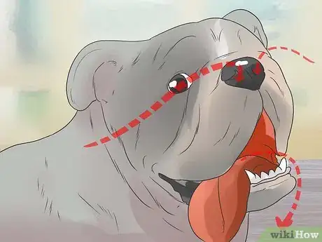 Immagine titolata Tell if a Dog Is in Pain Step 4