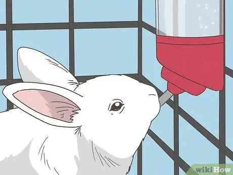 Immagine titolata Care for Rex Rabbits Step 14
