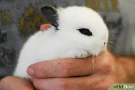 Immagine titolata Hold a Rabbit Step 2
