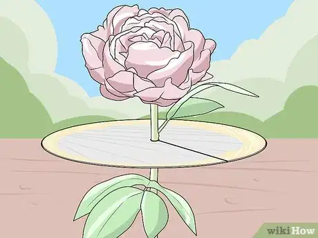 Immagine titolata Keep Ants off Peonies Step 4