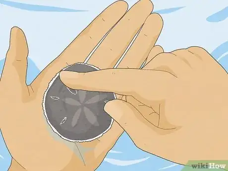 Immagine titolata Clean Sand Dollars Step 1