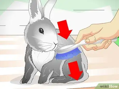 Immagine titolata Keep Pet Rabbits Cool Step 6