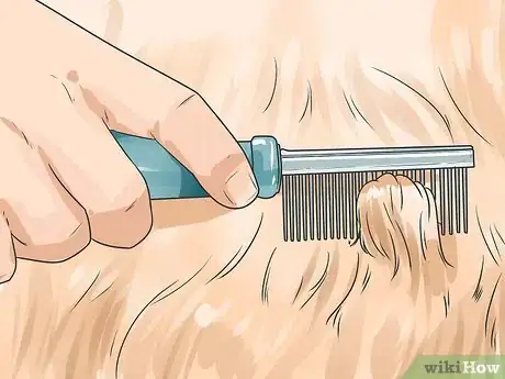 Immagine titolata Keep Fleas Off Dogs Step 13