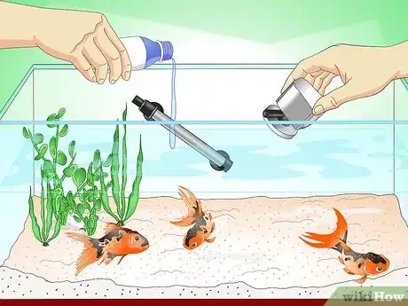 Immagine titolata Save a Dying Goldfish Step 7