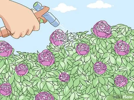 Immagine titolata Keep Ants off Peonies Step 1