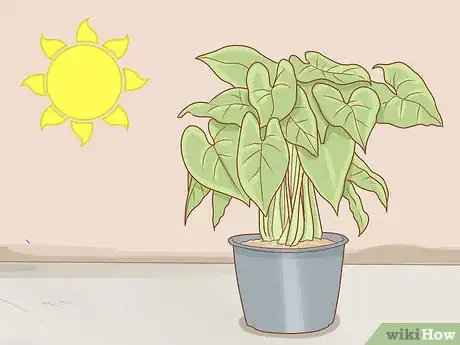 Immagine titolata Get Rid of Powdery Mildew on Plants Step 14