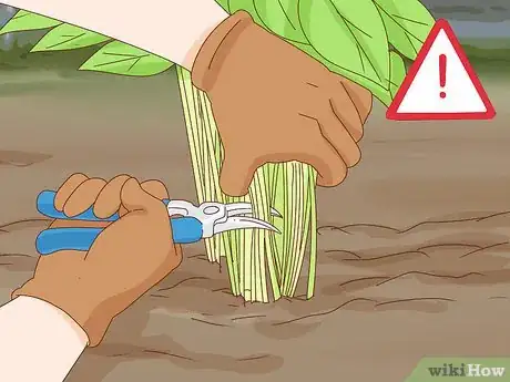 Immagine titolata Get Peonies to Bloom Step 4