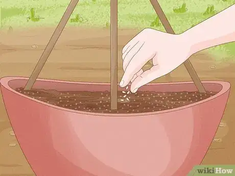 Immagine titolata Grow Cucumbers in Pots Step 10