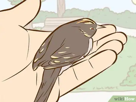 Immagine titolata Help a Baby Bird That Has Fallen Out of a Nest Step 3