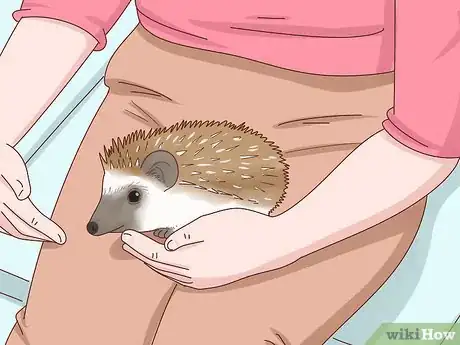 Immagine titolata Take Care of a Hedgehog Step 4