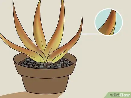 Immagine titolata Revive a Dying Aloe Vera Plant Step 11