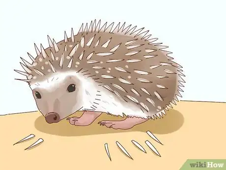 Immagine titolata Take Care of a Hedgehog Step 26