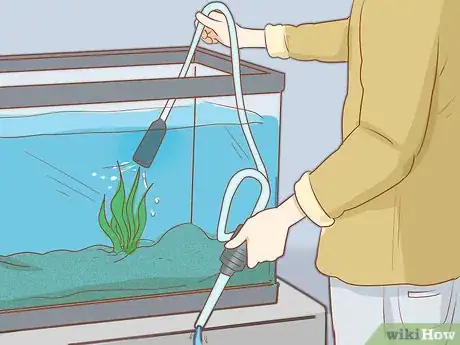 Immagine titolata Add Fish to a New Tank Step 14