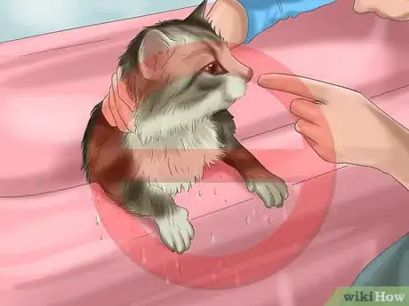 Immagine titolata Bathe a Cat Step 10