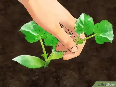 Immagine titolata Grow Yellow Squash Step 6