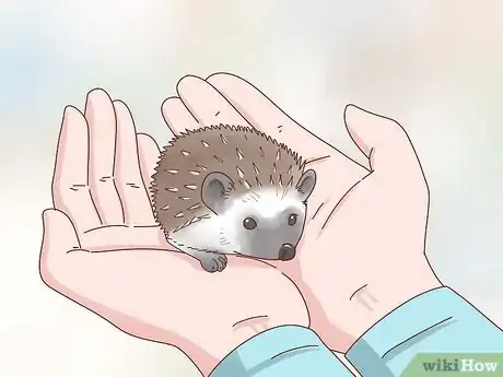 Immagine titolata Take Care of a Hedgehog Step 22