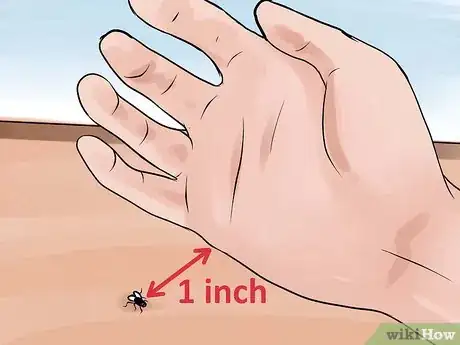 Immagine titolata Catch a Fly With Your Hands Step 15