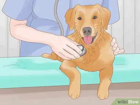 Immagine titolata Stop a Dog from Licking Its Paws with Home Remedies Step 12