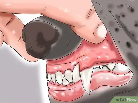 Immagine titolata Tell if Your Dog Has Parvo Step 7