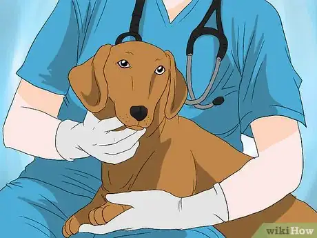 Immagine titolata Introduce Your Baby to Your Dog Step 2Bullet1