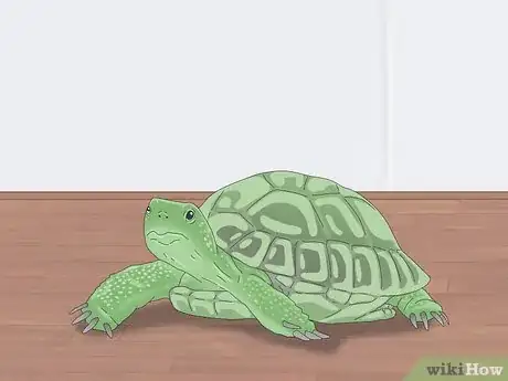 Immagine titolata Pet a Turtle Step 10